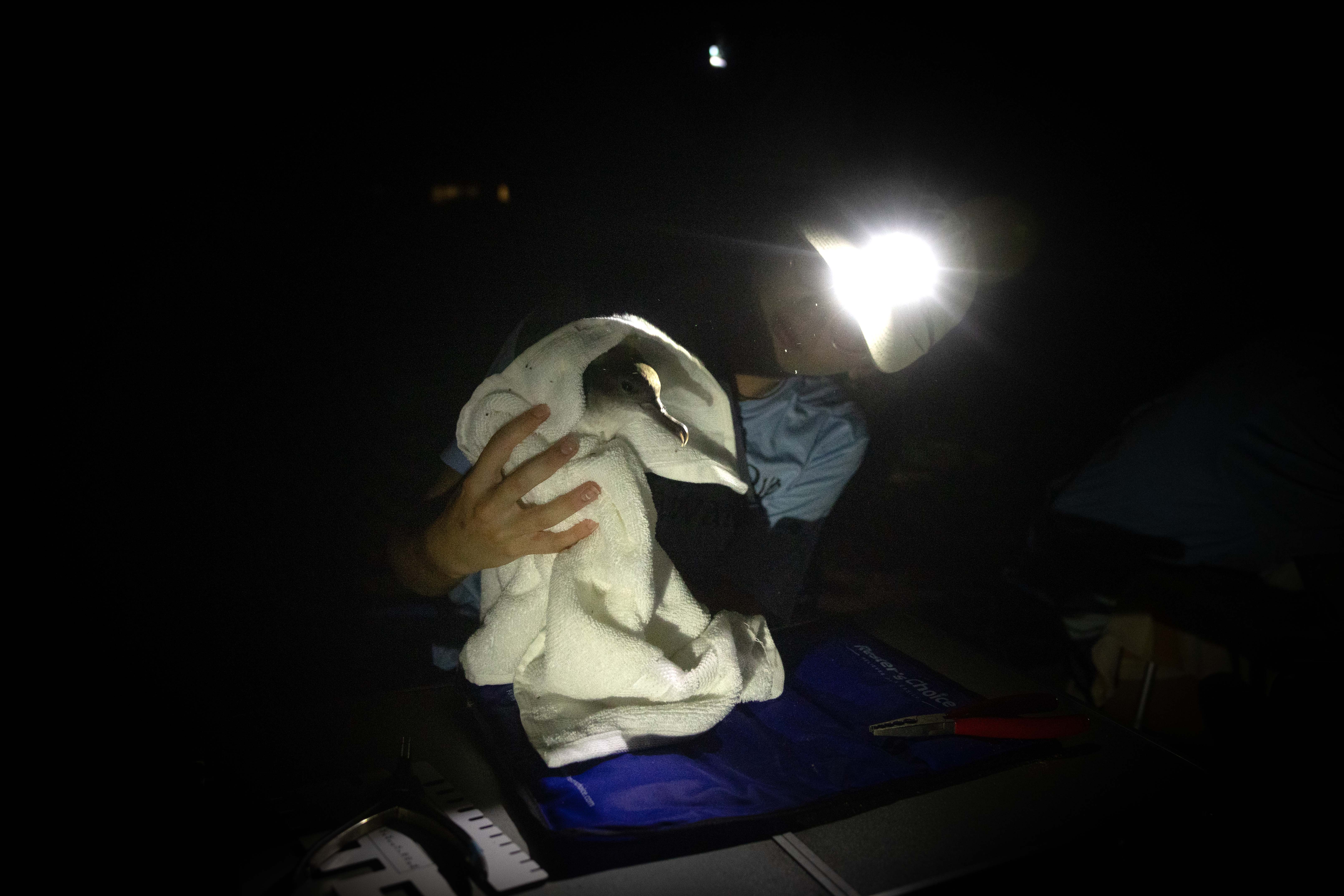 Banding a shearwater